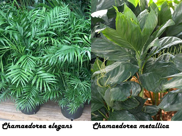 Chamaedorea elegans och Chamaedorea metallica