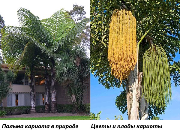 Palm i natur och palm med blommor och fruktjuvar