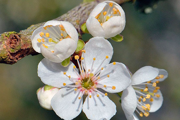 estrutura da flor de ameixa