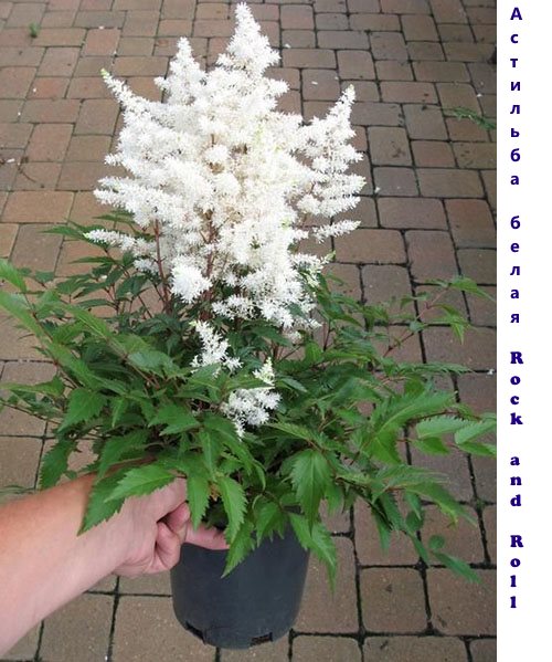 Astilbe White Rock and Roll