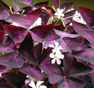 Spectacinė lapija ir purpurinės gėlės