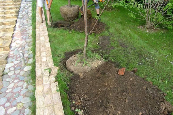 výsadba sadeníc s uzavretým koreňovým systémom
