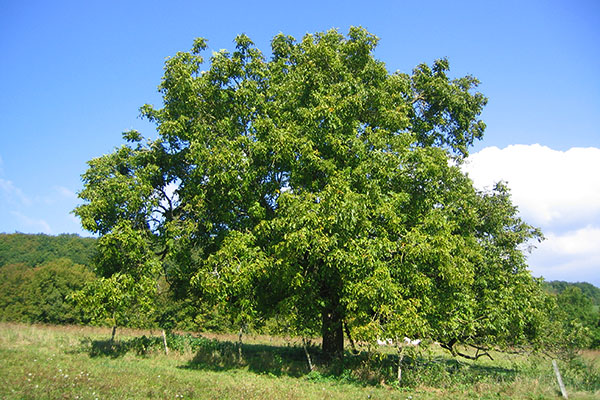 дерево грецкого ореха