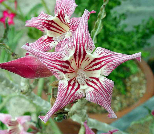 floarea de flori de adeniu krispum