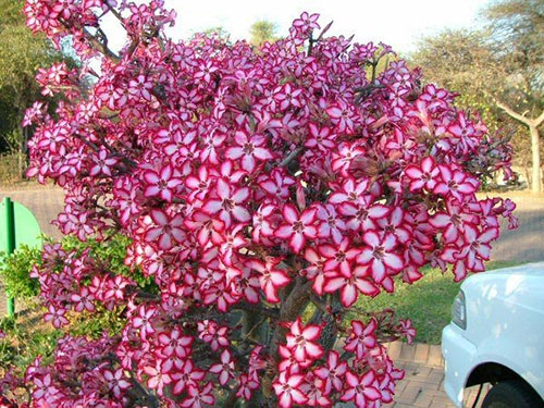 Güney Afrika'da Kruger Ulusal Parkı'nda çiçekli Adenium