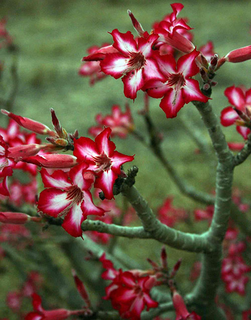 Adenium cvjetovi su višestruki