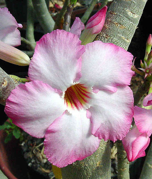 arabicum bunga adrenium