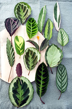 Folhas de diferentes tipos de kalatei