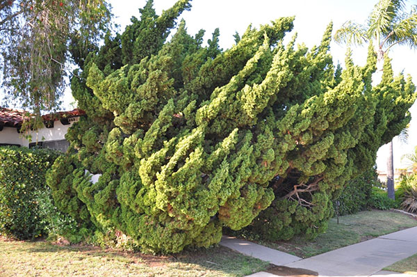 Juniperus Chinês Kaizuka
