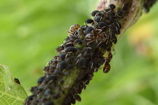 čerešňové vošky a mravce