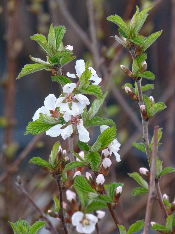 цветови трешње вишње