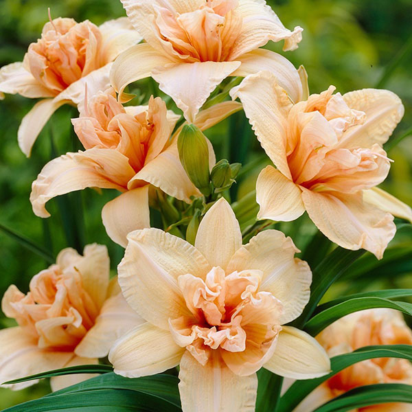 Hibrid Daylily Double Dream