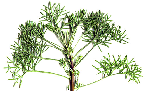 Dill-träd gröna används för kulinariska och medicinska ändamål