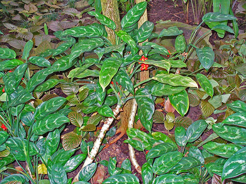 Aglaonema creastă (A. costatum)
