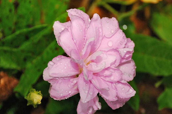 delicate bloem calisthenia
