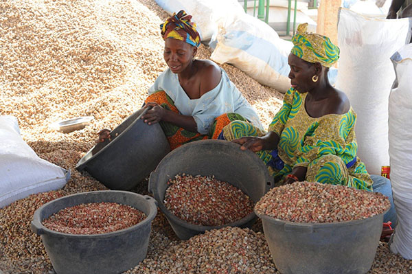kvinnor plockar upp jordnötter