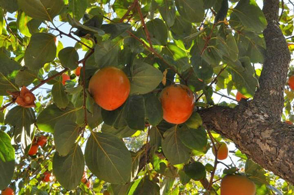 persimmon in de tuinen van de Krim