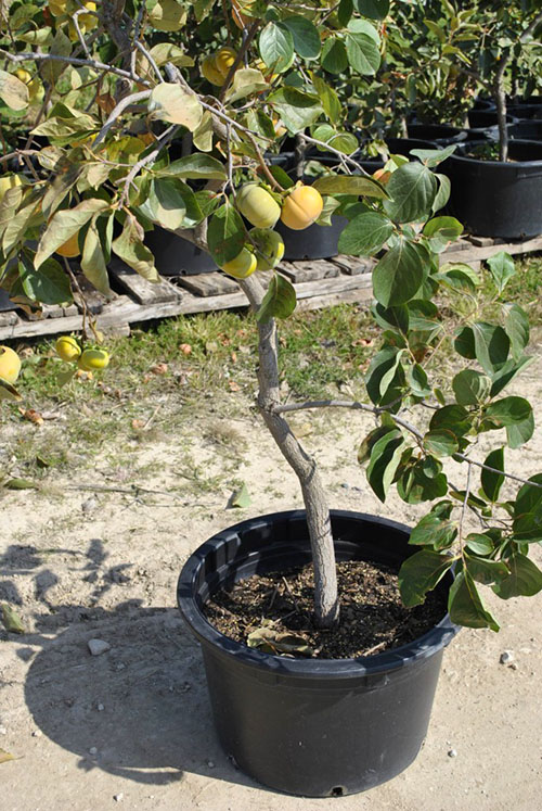 pokok persimmon yang ditanam sendiri