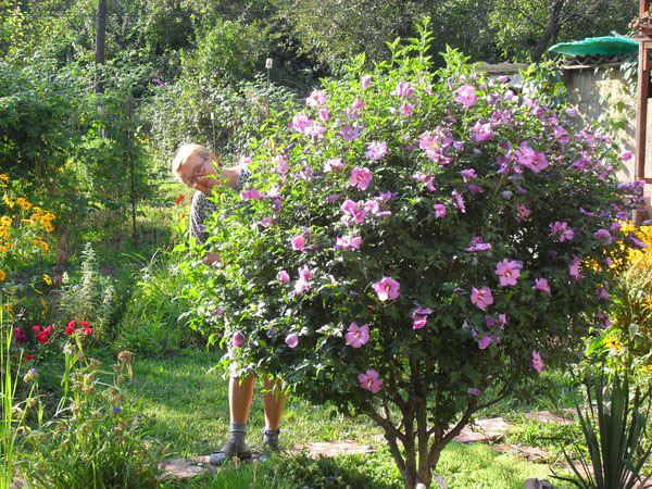 Uzgoj hibiskusa u srednjoj traci Rusije