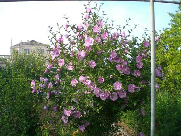 Rymlig blomning av hibiskus i trädgården