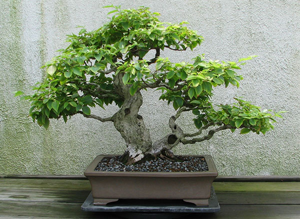bonsai strom hrab
