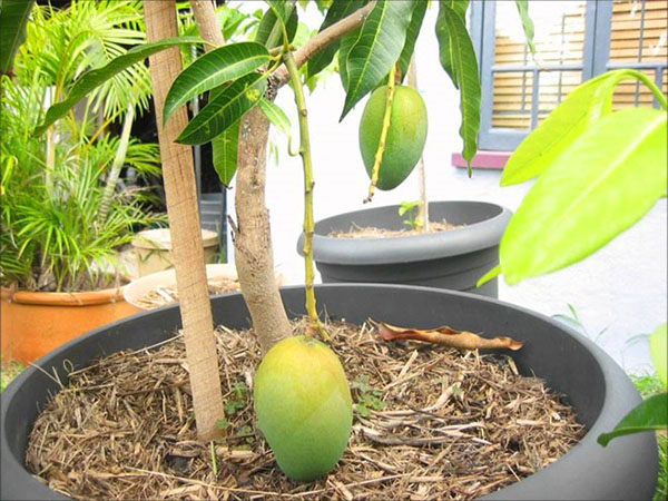 mangoträ i en kruka