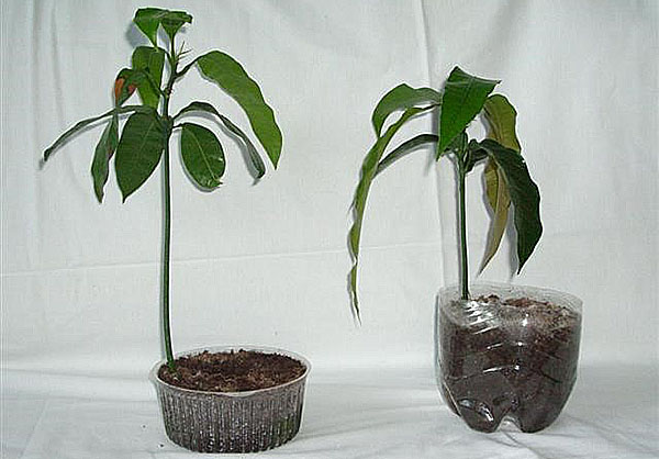 unga växter av mango ben
