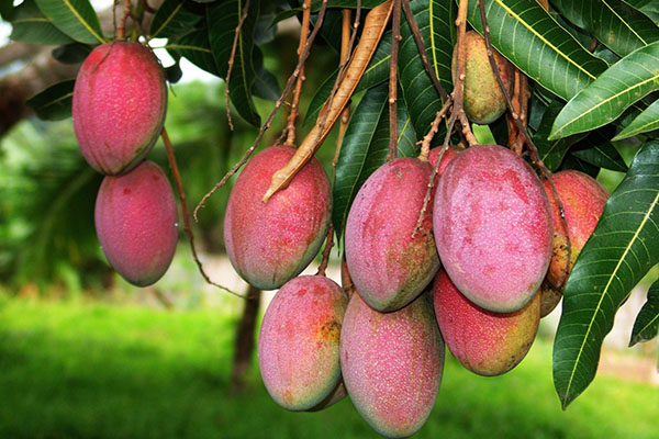спелые плоды манго
