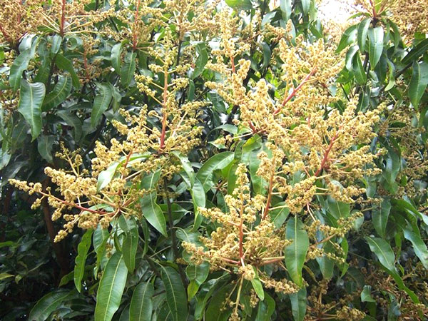 mango blomställning