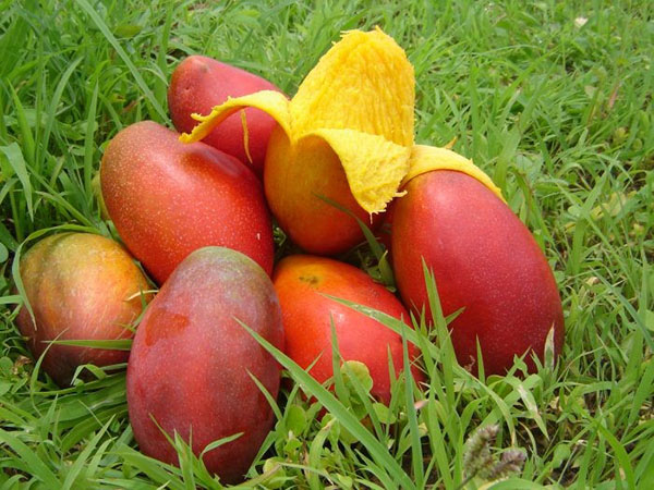 mango vaisių kolekcija