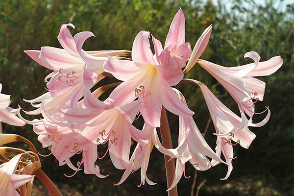การออกดอกของ amaryllis belladonna