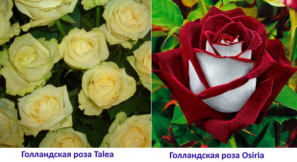 Olandijos rožių Osirijos ir Taleos nuotrauka
