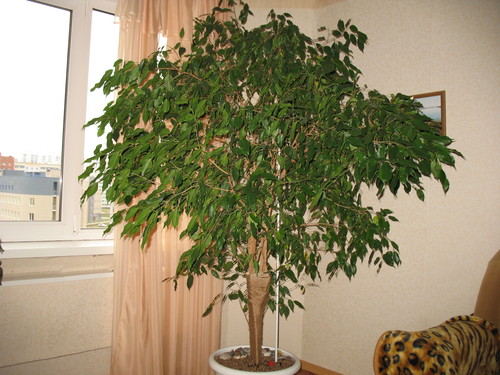 Ficus i rummet