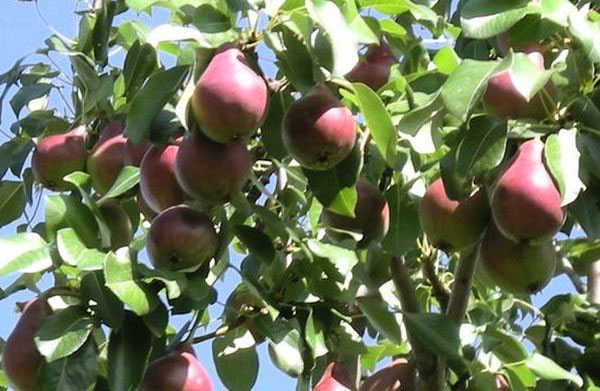 päron i trädgården i Moskva regionen