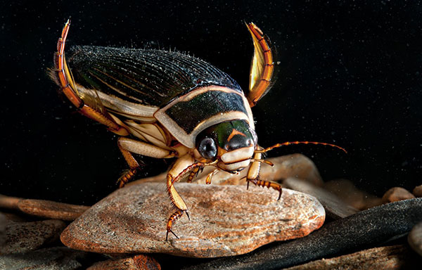 beetle beetle