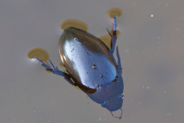 蓬松的甲虫潜水