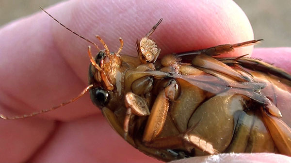 abdomen kumbang