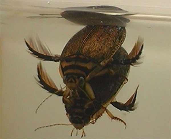 雌性和雄性甲虫