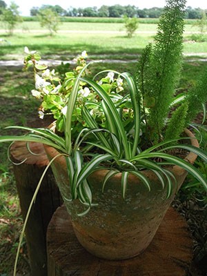 Chlorophytum与其他植物组成