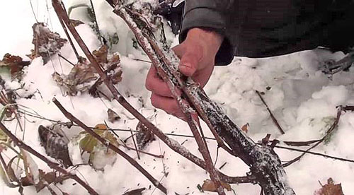 Overenie uchovania viniča v zime