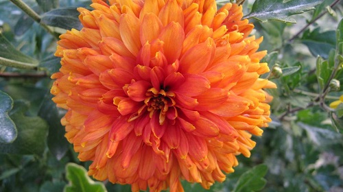 橙色菊花