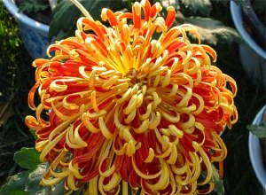 cluster crizanteme