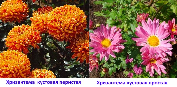 Crizantemele: spiritisul chistic și arbustul simplu