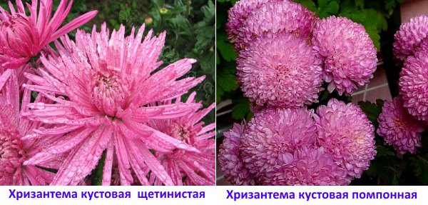 Chrysanthemums: buskig, bristly och pomponös