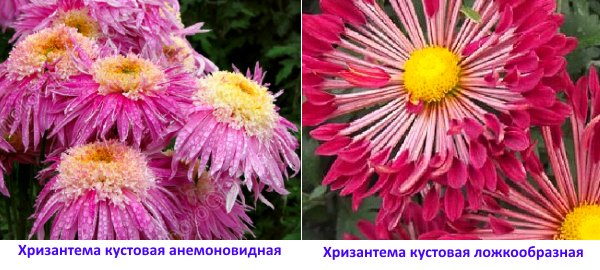 Fotografie din anemonele de crizantemă și lingura în formă de lingură