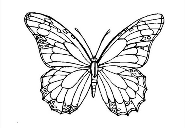 borboleta para aplicação