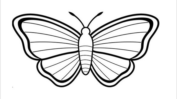 vakker stripet sommerfugl