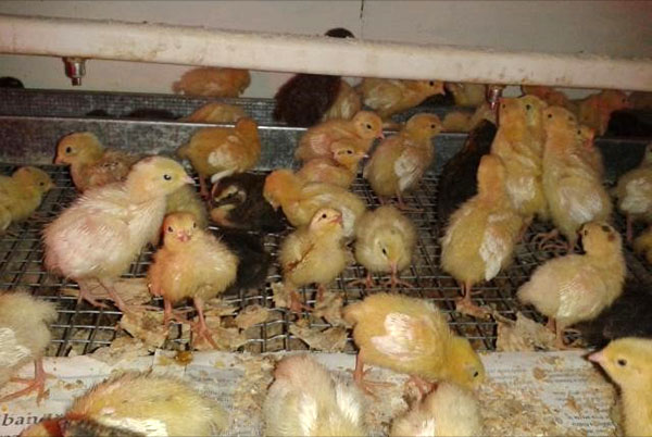 ayam dari inkubator