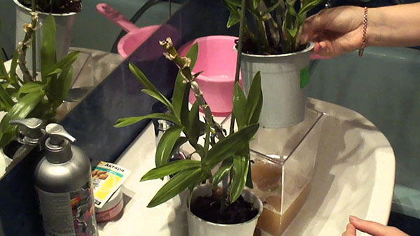 používanie lieku pre rastliny vo vnútorných priestoroch