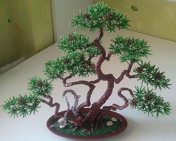 pinho de montanha bonsai
